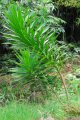 Gros bois de chandelle. DRACAENA marginata. Réunion-Madagascar. Liliaceae. 7-8m